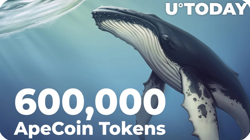 نزدیک به 600،000 توکن ApeCoin توسط برترین نهنگ های اتریوم خریداری شده است